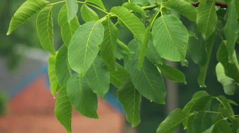 Drops on leaves Stock Footage 24744572