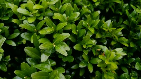 Drops on the leaves. Stock Footage 238090801