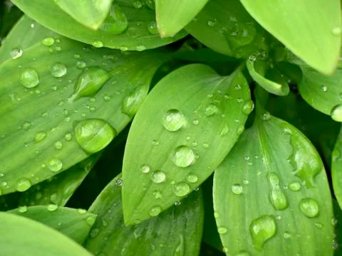 Drops on leaves Stock Photos