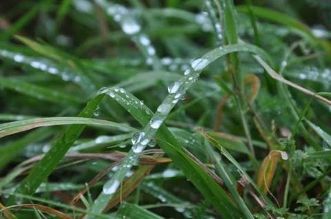 Drops on leaves Stock Photos