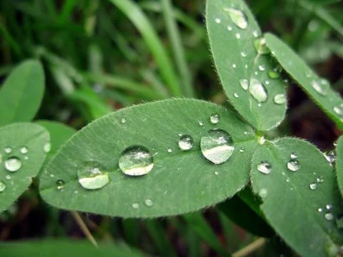 Drops on leaves Stock Photos