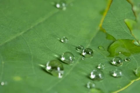 Drops on the leaves Stock Photos