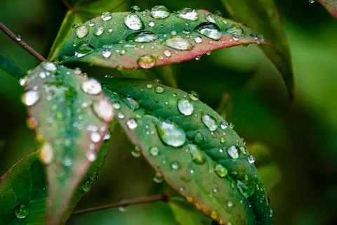 Drops on leaves Stock Photos