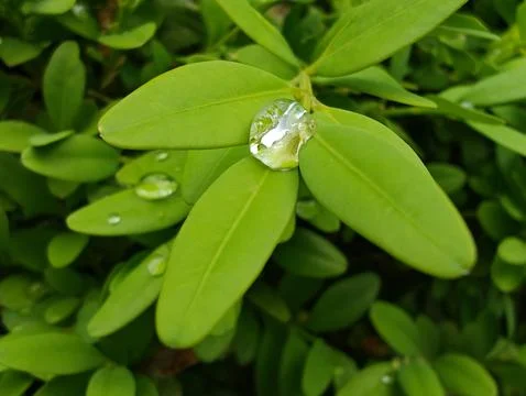 Drops on the leaves  Stock Photos