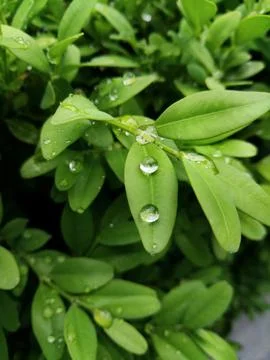 Drops in the leaves  Stock Photos