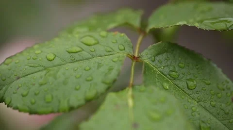 Drops On The Leaves Of Roses Stock Footage 59913683