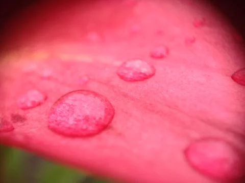 Drops on a lily flower Fotos de archivo