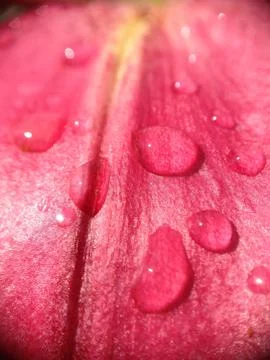 Drops on a lily flower Foto stock