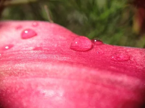 Drops on a lily flower Fotos de archivo