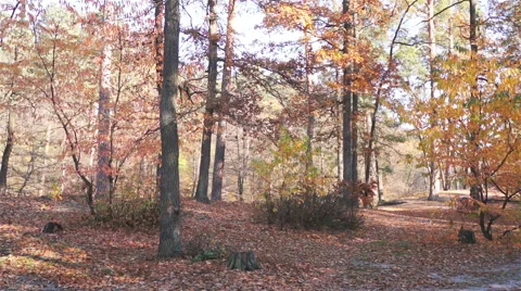 Drops a lot of multicolored leaves from the trees in autumn forest Stock Footage 42852883