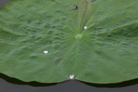 Drops on the lotus leaf Stock Photos