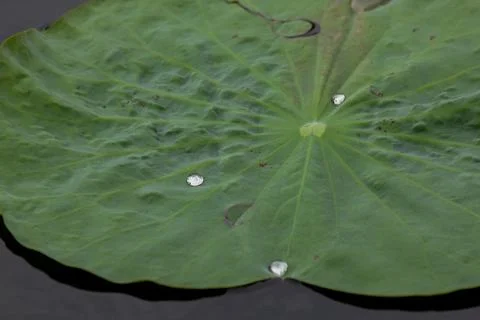 Drops on the lotus leaf Stock Photos