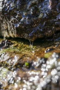 Drops of melting snow flow down the stones Stock Photos