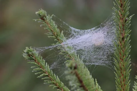 Drops of moisture hung on the web Stock Photos