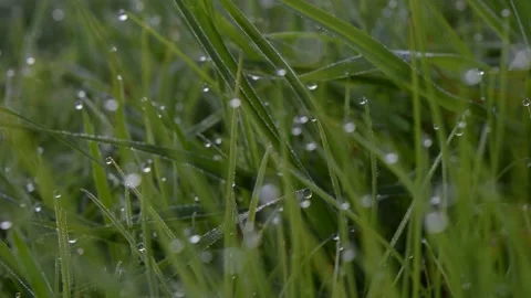 Drops of Morning dew on the blades of grass Stock Footage 132250737