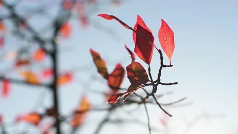 Drops of morning dew falling from red autumn leaves, 4K Stock Footage 213271004