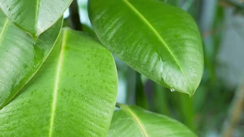 Drops of Morning Dew Flowing Down from Green Leaves of Plants, Water Drops on Pl Video stock 166944026