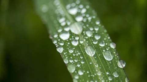 Drops of morning dew on the grass Stock Photos