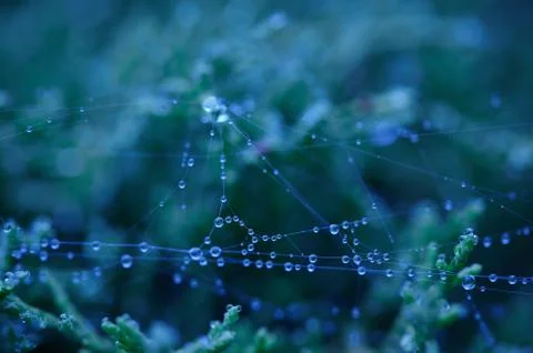 Drops of morning dew in the web. Image with blue filter Stock Photos