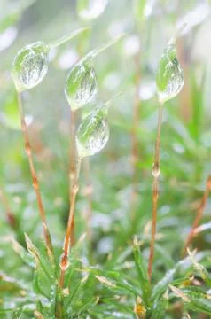 Drops on moss Stock Photos