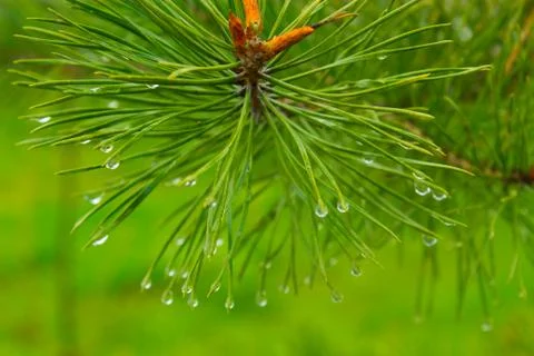 Drops on needles of spruce Stock Photos