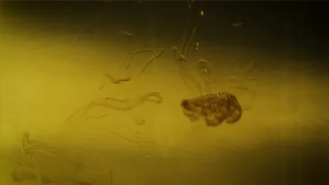 Drops of oil falls into light brown water and make abstract jellyfishes Stock Footage 162045559