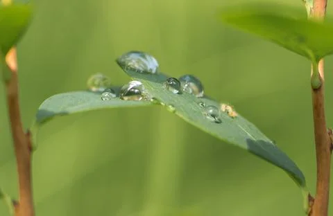 Drops like pearls Stock Photos