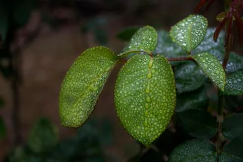 Drops Stock Photos