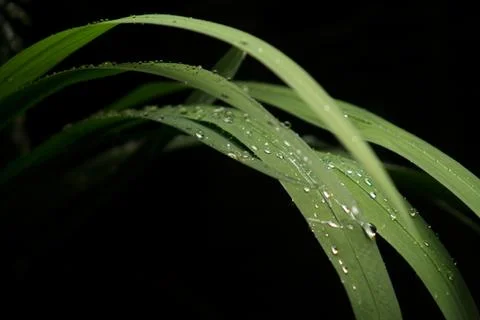 Drops Stock Photos