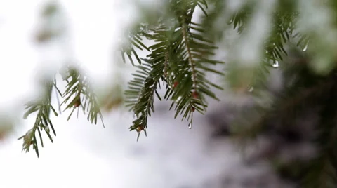 Drops on Pine Needles Video stock 1043902