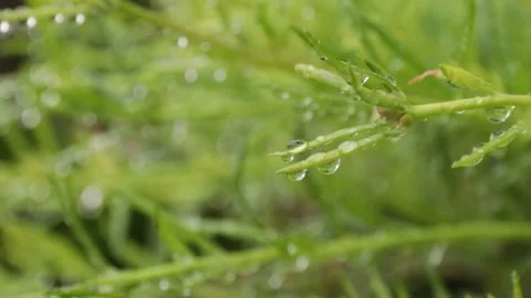 Drops on Pink grass Video stock 204889196