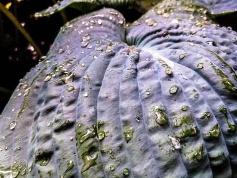 Drops on plant Stock Photos