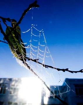 Drops of poy on the web. Stock Photos