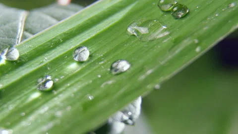 Drops of pure transparent water drip on long green leaf Stock Footage 236578489