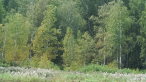 Drops rain against background of the forest Stock-Footage 83292987
