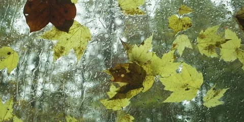 Drops of rain and maple leaf on the wet window glass Stock Footage 103778126