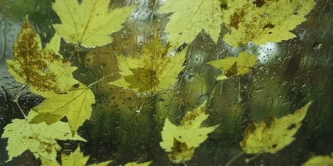 Drops of rain and maple leaf on the wet window glass Stock Footage 103778442