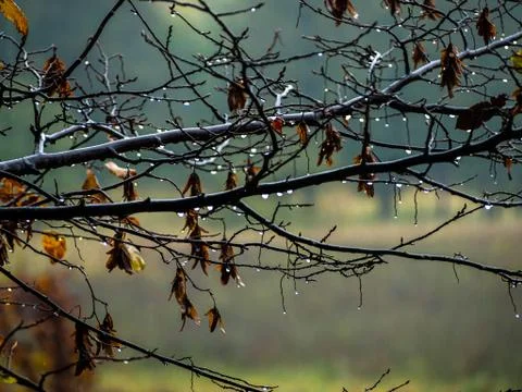 Drops of rain on bare branches with circled foliage on a grey rain day. Stock Photos