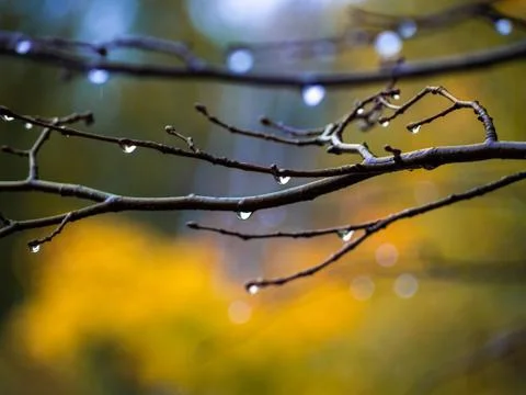 Drops of rain on bare branches with circled foliage on a grey rain day. Stock Photos