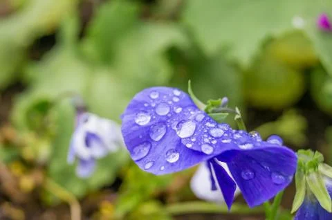 Drops of rain on a blue flower Stock Photos