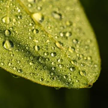 Drops Of Rain Cling To The End Of A Leaf In Shenandoah Stock Photos