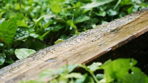 Drops of rain drip on wood Stock Footage 80248130