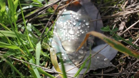 Drops of rain on an eucaliptus leaf on the ground Stock Footage 260226331
