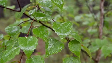 Drops of rain fall on the leaves. Stock Footage 130851994