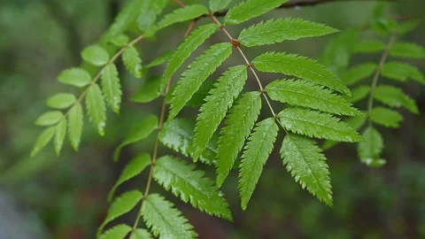Drops of rain fall on the leaves. Stock Footage 130852140