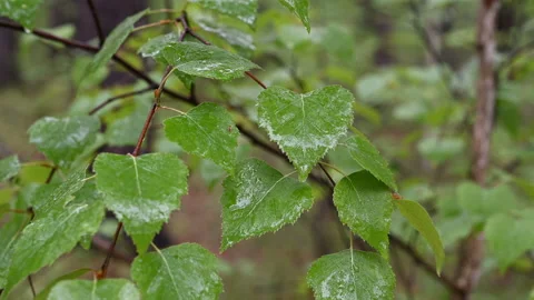 Drops of rain fall on the leaves. Stock Footage 130852161