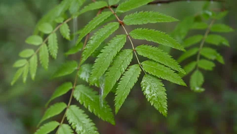 Drops of rain fall on the leaves. Stock Footage 130852276