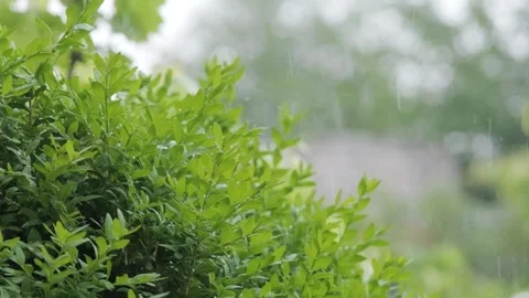 Drops of rain fall on the leaves of plants, outline plan. Green bushes under the Stock Footage 262534240