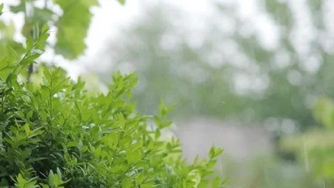 Drops of rain fall on the leaves of plants, outline plan. Green bushes under the Stock Footage 263149879