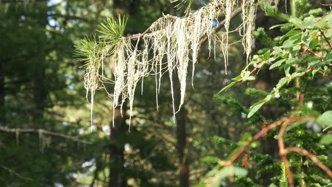 Drops of rain fall from offshoot of cedar with lichen. Altai. Video stock 84563918